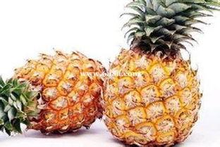 娱乐吃瓜小菠萝视频大全,盘点热门视频大全